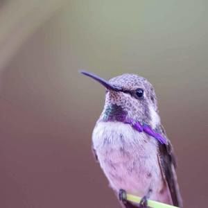 Meet your Posher, Joyce